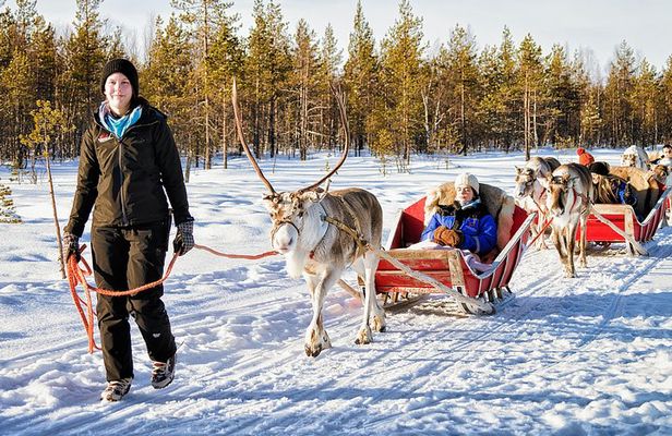 Rovaniemi Reindeer Farm visit and Safari