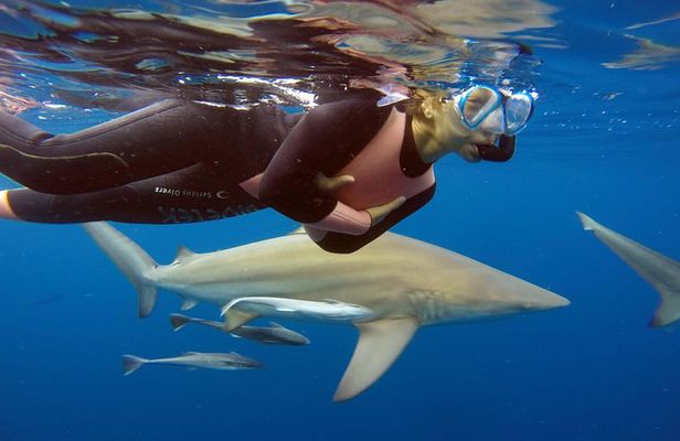 Caged and Cageless Shark Snorkelling on Durban's Aliwal Shoal