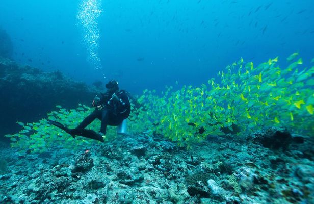 SSI Open Water Diver