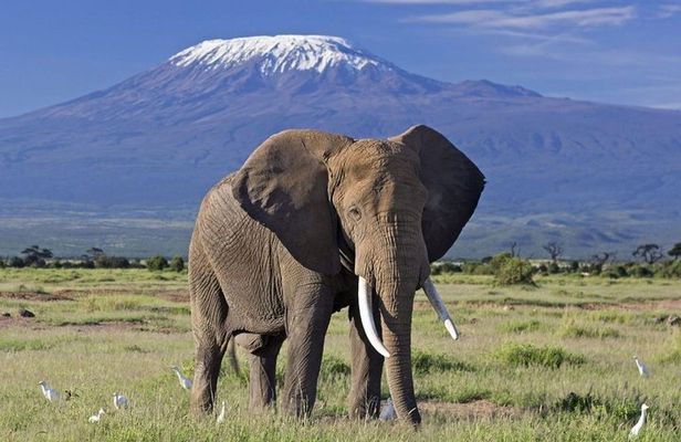 6 Days Amboseli, Nakuru Masai Mara Safari