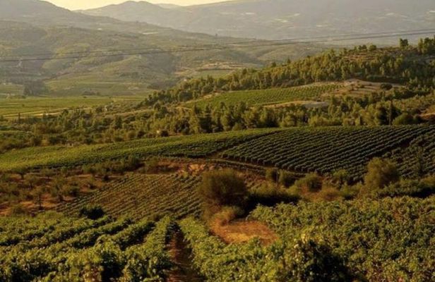 Nemea Private Wine Tour For Two Dedicated Wine Lovers (From Athens)