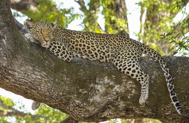 7 Days Naivasha, Nakuru, Masai Mara Mid-luxury Safari