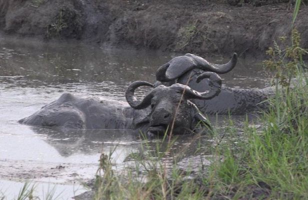 1 Day Lake Mburo Wildlife Safari