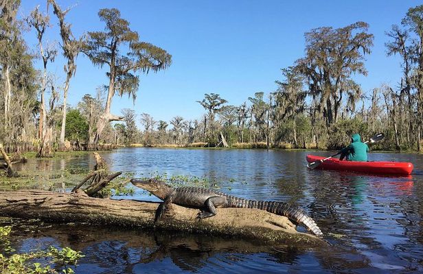Whitney Plantation and Manchac Swamp Kayak Tour Combo