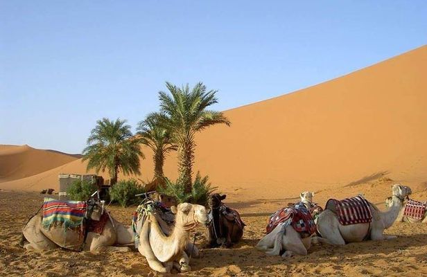 8 Days Tour Nomad Adventure Desert Camel Trekking From Marrakech Merzouga