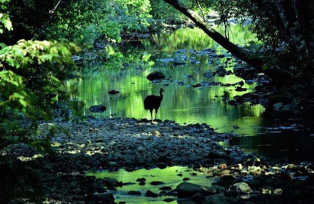 Luxury Daintree - Cape Tribulation Tour from Port Douglas