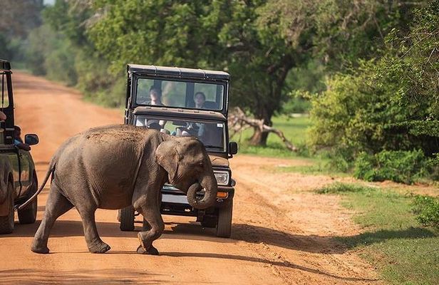 Udawalawe National park Safari From Galle/Mirissa/Weligama (All inclusive)