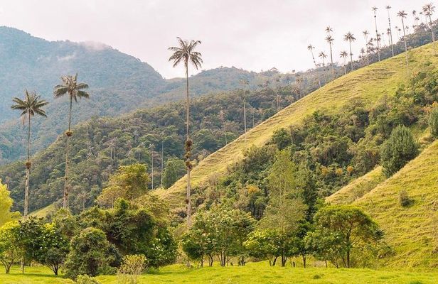 Cocora, Salento and Filandia Tour