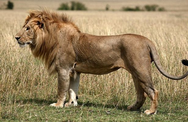 2 Days Tala Game Reserve & Natal Lion Park & Phezulu Park