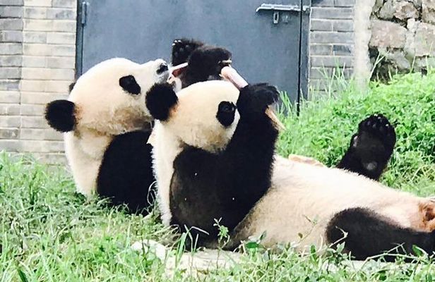 Half Day Private Chengdu Panda Center Layover Tour