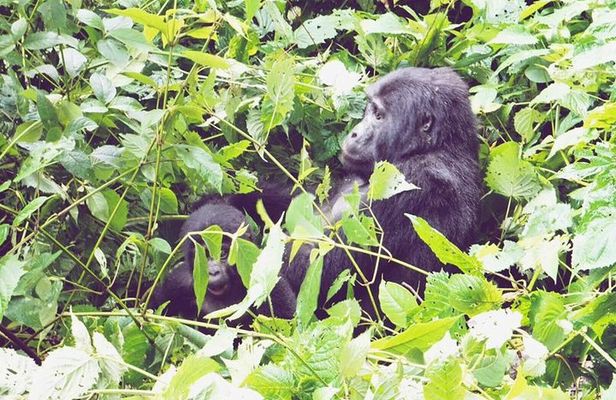 3 Days Gorilla Trekking Safari