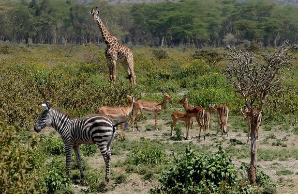 8 Days Amboseli lake Nakuru Masai Mara lake Naivasha safari