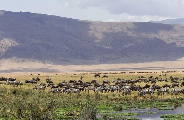 Tarangire & Ngorongoro Exclusive Safari