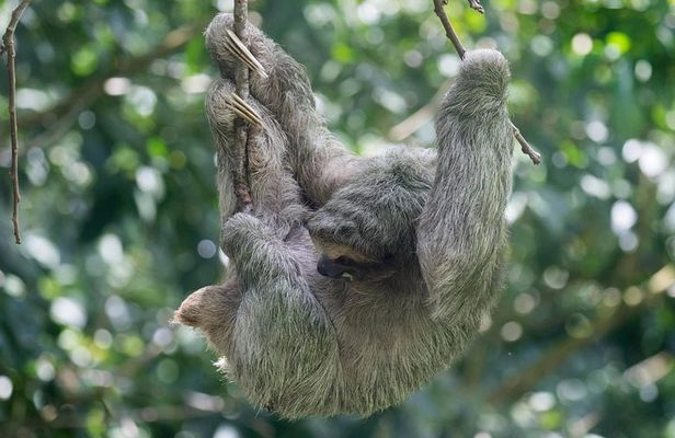 Private Tenorio Rainforest Hanging Bridges and Sloth Encounter