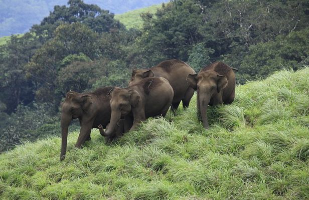  7 nights-Private tour Cochin/Munnar/Thekkady/Alleppey/Kovalam