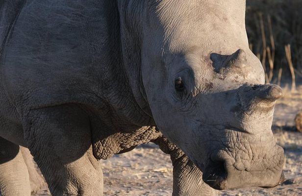 Moremi Day Trip (full day)