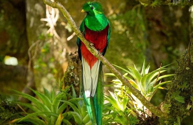 Birdwatching in Monteverde
