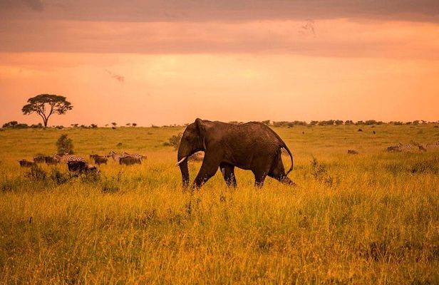 Serengeti & Ngorongoro 3 days Fly Safari in from Zanzibar 