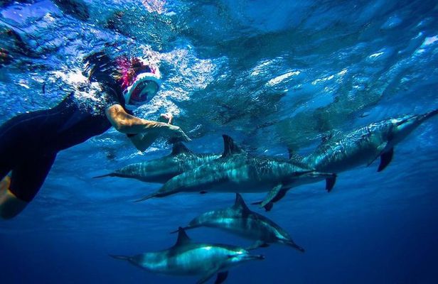 Snorkeling Trip At Satayh Dolphin Reef