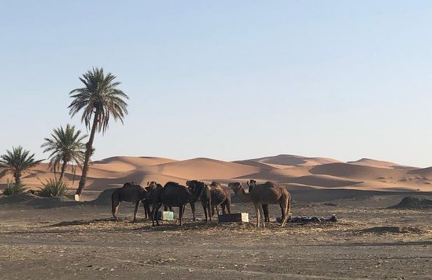 2 Days Zagoura Desert Trip from Marrakech - Camel Trek - Berber Tent