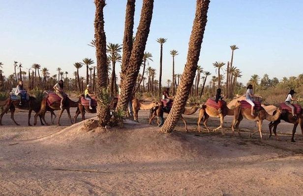Majorel Marvels: Garden Excursion with Camel Ride in Palmeraie