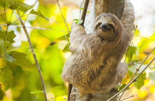 Sloths, Frogs, Monkeys!! with Waterfall Hike and Corobici River Safari Float