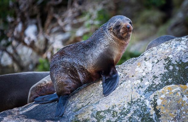 2-Hour Milford Sound Scenic Cruise