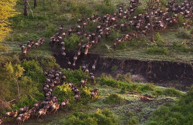 6Days Migration Safari