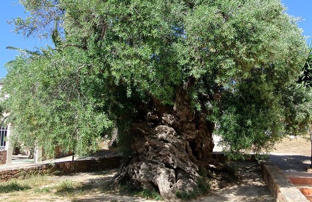 Olive Oil - Wine - Beer Private Tour (price per group of 6)