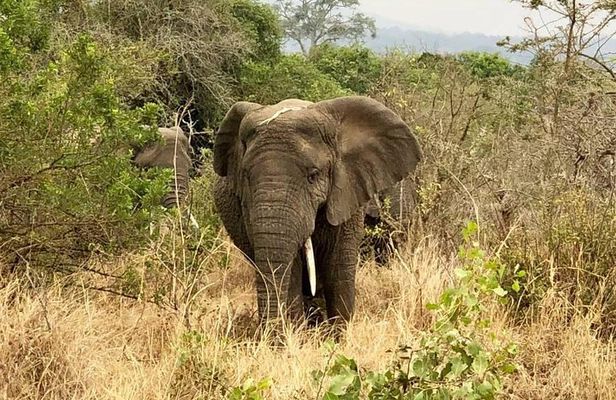 Akagera National Park Full Day Private Tour