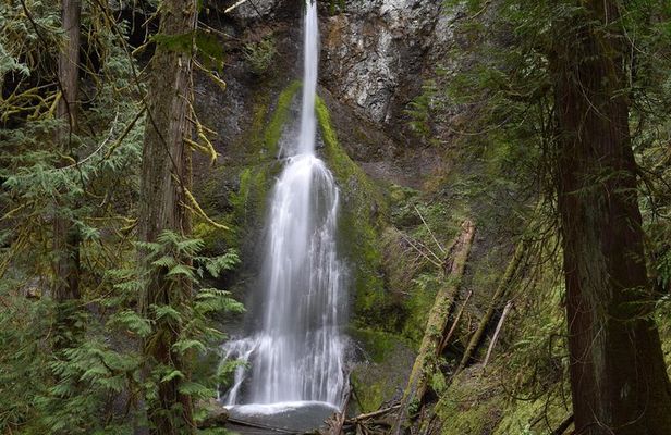 Half Day Guided Tour of Olympic National Park