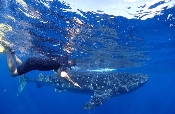 Whale Shark & Manta Ray Snorkel -(May-Sept) Only 10pp per Boat