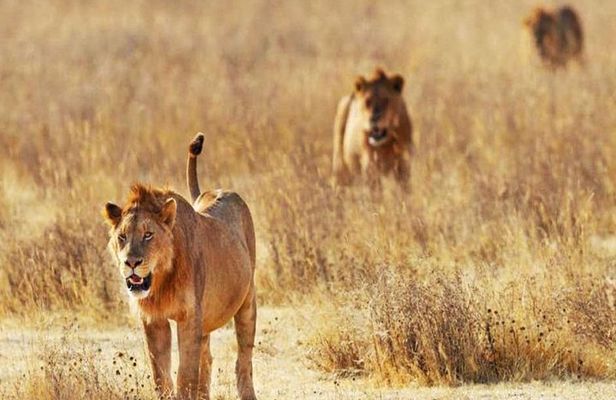 Day Trip - Tsavo East National Park ( Man Eater Lions of Tsavo & Other Big Five)