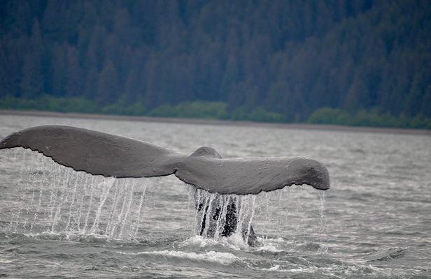 Spacious Catamaran Guaranteed Whales!