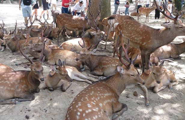 All must-sees in 3 hours - Nara Park Classic Tour! From JR Nara!