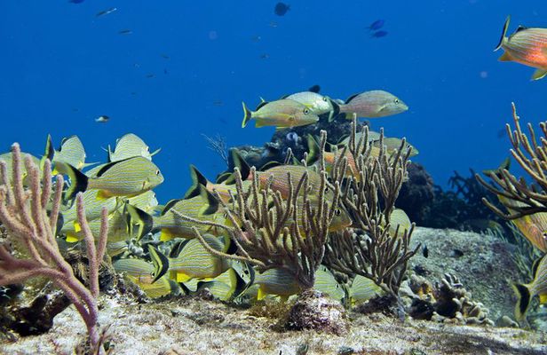 Try dive in Cozumel island