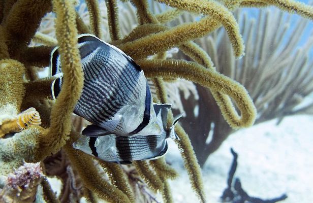 Full-Day Playa del Carmen Reef Diving Activity