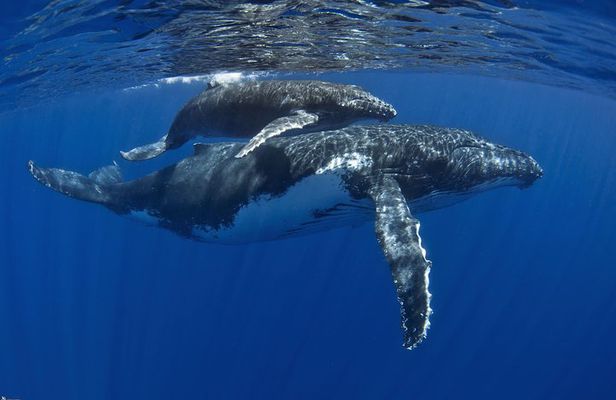 Half day whale tour 4h00