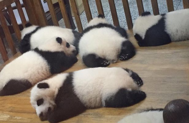 Private Day Tour to Chengdu Panda Base by Round-way Bullet Train from Xian