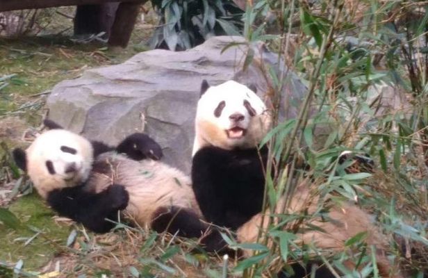 Private Day Tour to Chengdu Panda Base by Round-way Flight from Beijing