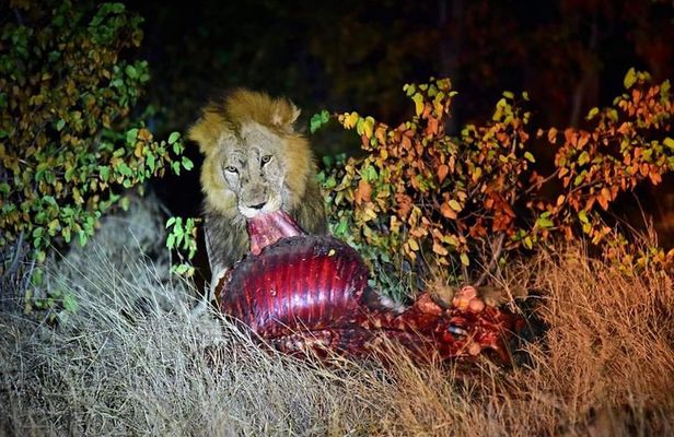 Kruger National Park Night Safari minimum 4people 
