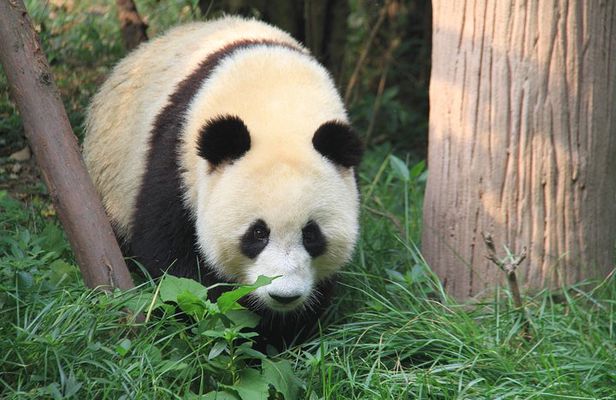 1-Day Chengdu Layover Tour: Panda Base, city central with Round Airport Transfer