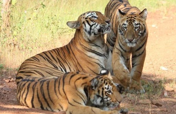 Delhi Agra Jaipur Ranthambore Tigers 5 Days Tour From Delhi