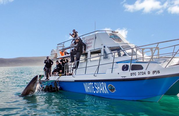 Shark Cage Diving - Adventure Meets Conservation!