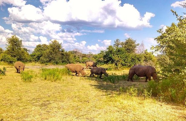 Game Drive into the Musi Otunya National Park