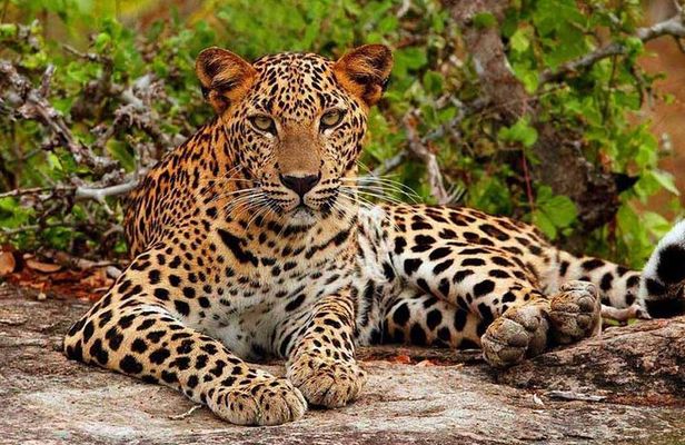 Jeep Safari to Yala National Park With an Expert Of Wild Life