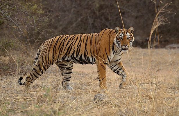 Bangalore to Nagarhole National Park: Wilderness Retreat