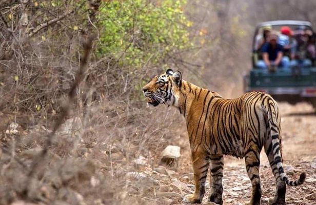 Jeep Safari-Ranthambore National Park 
