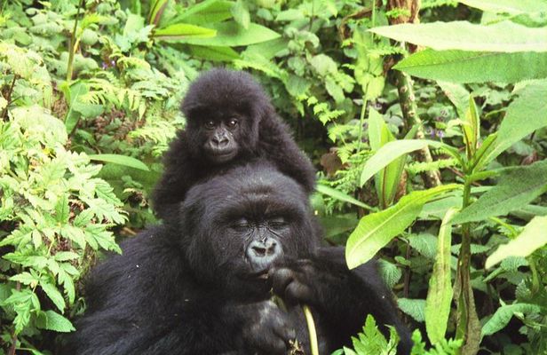 Safari to Bwindi Impenetrable Forest and Queen Elizabeth National Parks