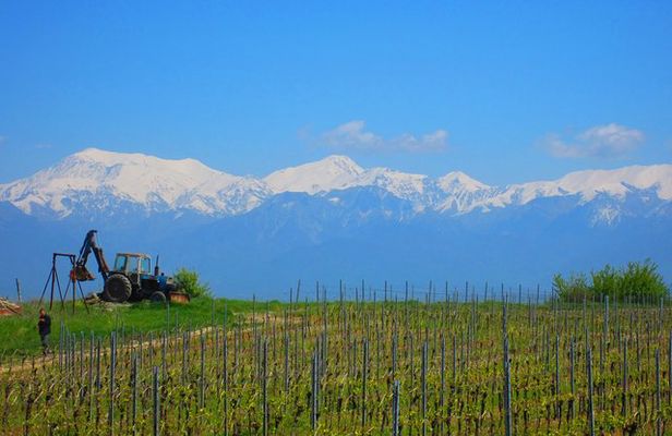 Wine Tour Qabala with Local Lunch